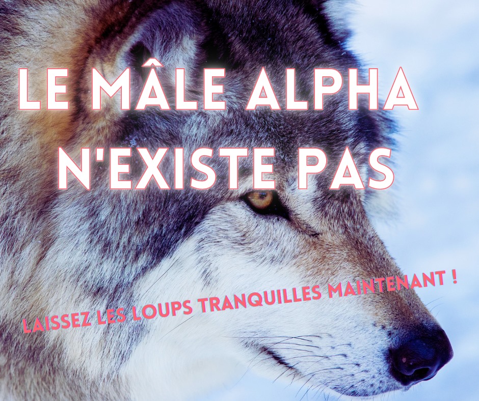 18 octobre 2021 [Le Mâle Alpha n’existe pas]