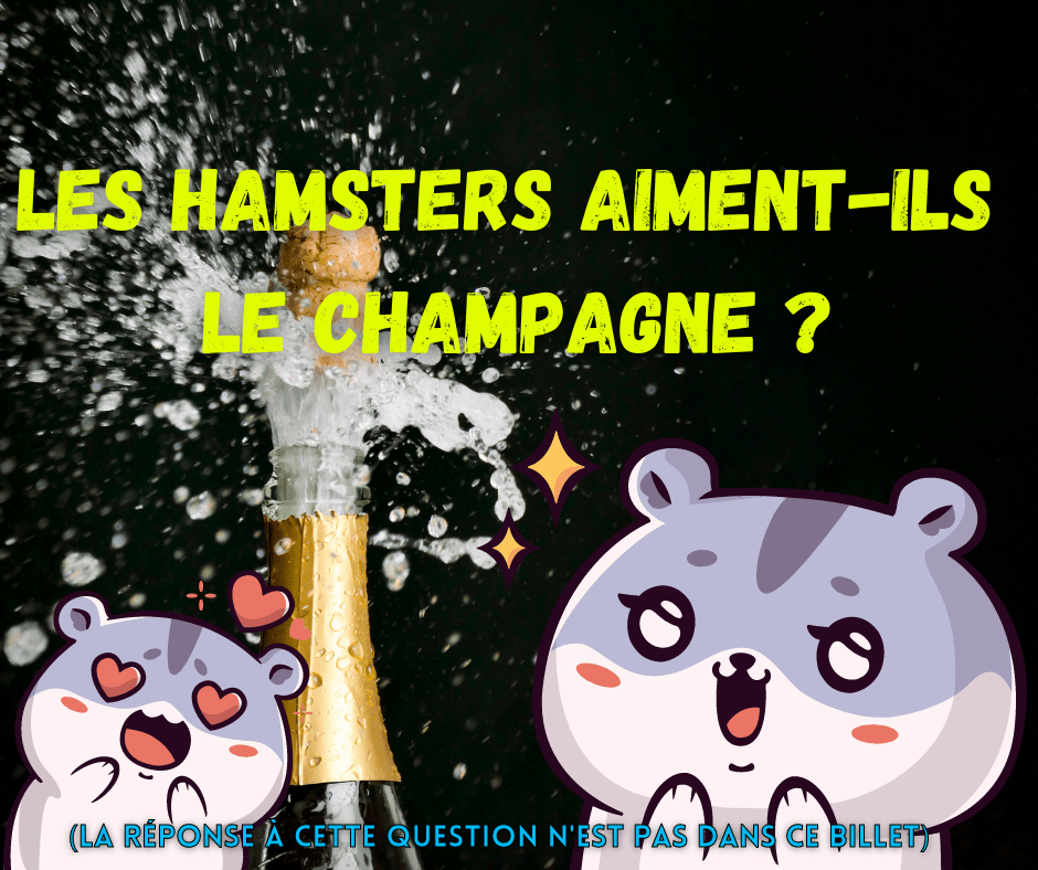 31 décembre 2021 [Les hamsters aiment-ils le champagne ?]