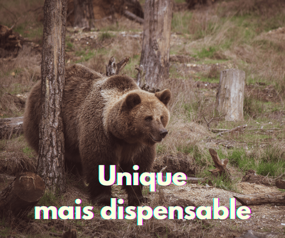 17 juillet 2023 [Unique mais dispensable : l’homme qui a vu l’ours et qui s’est dit…]